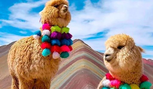 alpacas-at-vinicunca