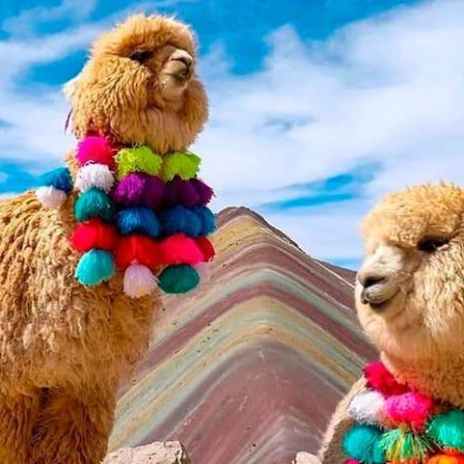 alpacas-at-vinicunca